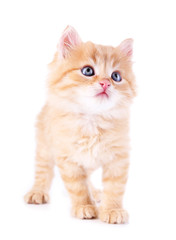 Cute little red kitten isolated on white