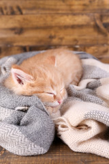 Cute little red kitten  sleeping
