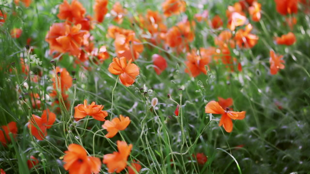 Blooming poppies