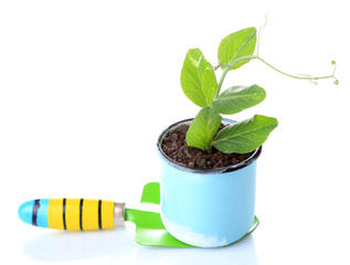 Young plant in pot on garden shovel isolated on  white