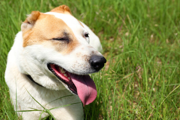 Funny big alabai dog, outdoors