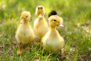 Little cute ducklings on green grass, outdoors