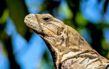 Iguana