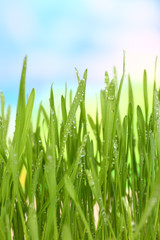 Fototapeta na wymiar Beautiful spring grass on bright background