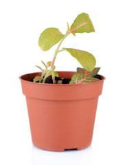 Obraz premium Young plant in pot isolated on white