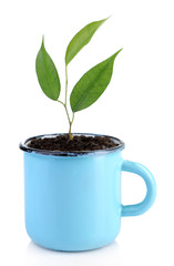 Young plant in mug isolated on  white