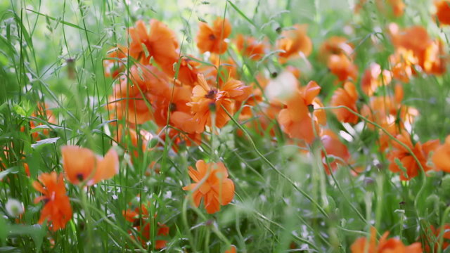 Blooming poppies