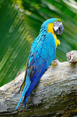 Blue and Gold Macaw