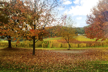 Collection of Beautiful Golden Autumn landscape