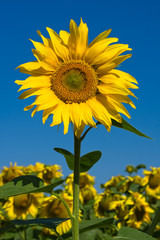 Naklejka premium Sunflower field over blue sky, Ukraine