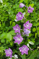 Purple delphinium flowers in the garden