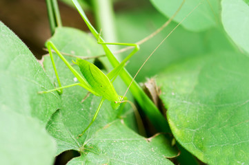 Young grasshopper