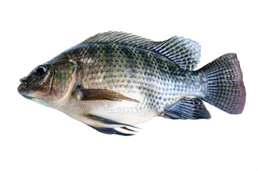 Fresh fish isolated on a white background