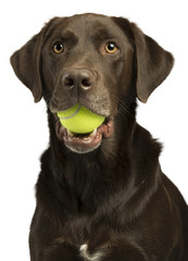 Dog with tennis ball - 65789180