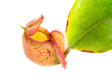 tropical pitcher plants