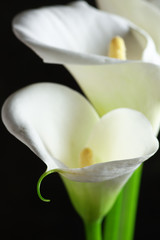 Fototapeta na wymiar Calla lilies close-up