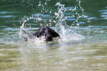 Wasserhunde_11