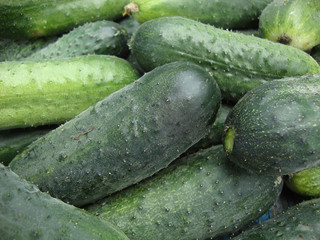 cucumbers harvest