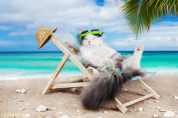 cat resting on a sun lounger - 65790776