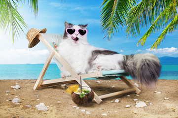 cat resting on a sun lounger
