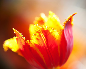Fototapeta na wymiar Terry tulip flowe. Macro