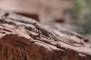 Small lizard on the slickrock in the canyon looking away from th