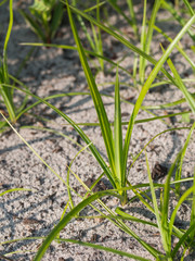 Unkrautbekämpfung - Problemunkraut Erdmandelgras