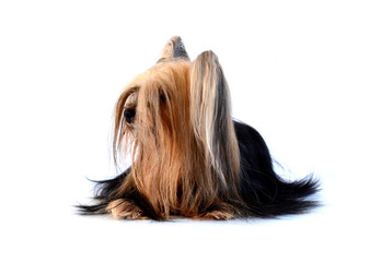 Yorkshire Terrier with very long hair isolated on