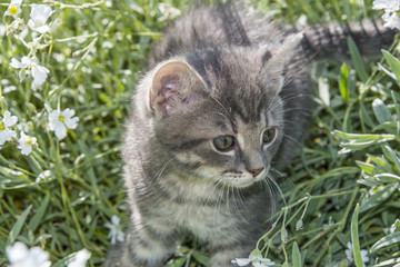 Naklejka na ściany i meble cute kitten in a flower bed