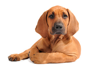 Rhodesian Ridgeback Welpe liegend