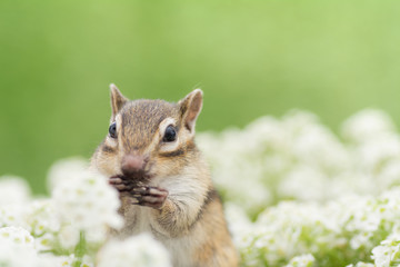 花畑とシマリス