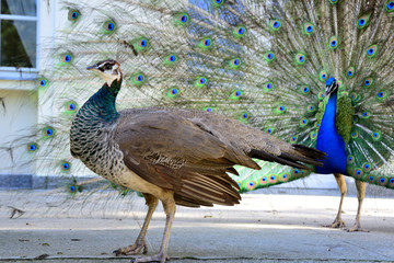 Obraz premium Beautiful proud peacock