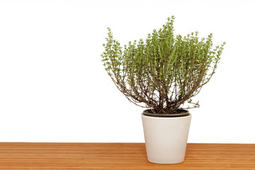 Thyme background