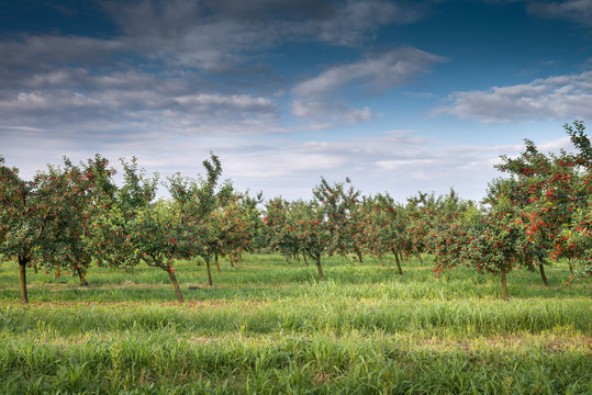 Cherries On Orchard Tree