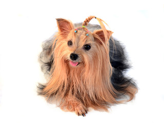 yorkshire terrier isolated on white
