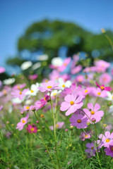 コスモス