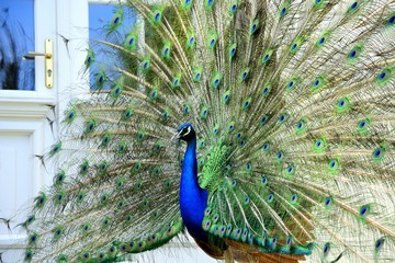 Obraz premium Beautiful proud peacock