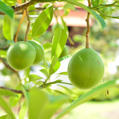 Cerbera oddloam gaertn fruit on tree