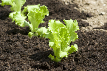 Baby lettuce growing in a field