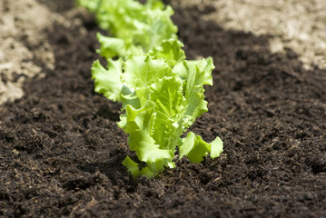 Baby lettuce growing in a field