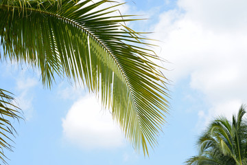 Coconut palm trees under blue sky