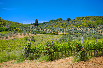 Famous Tuscany vineyards. Italy