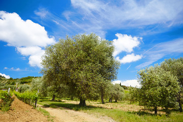 Fototapeta na wymiar Olive tree in tuscany over blue sky, italy