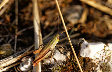 Grasshopper