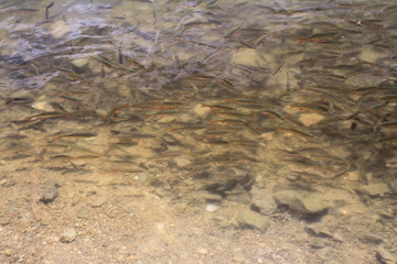 Many small fish