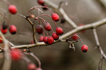 Rosehip