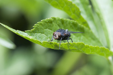 mouche