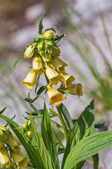 Large yellow foxglove (Digitalis grandiflora), extremely toxic