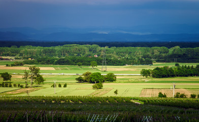 Vivid colors of vineyards
