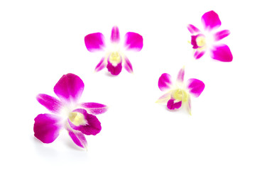 Obraz na płótnie Canvas Purple orchid flower isolated white background